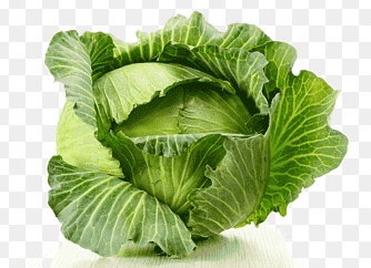 Кочан капусты png